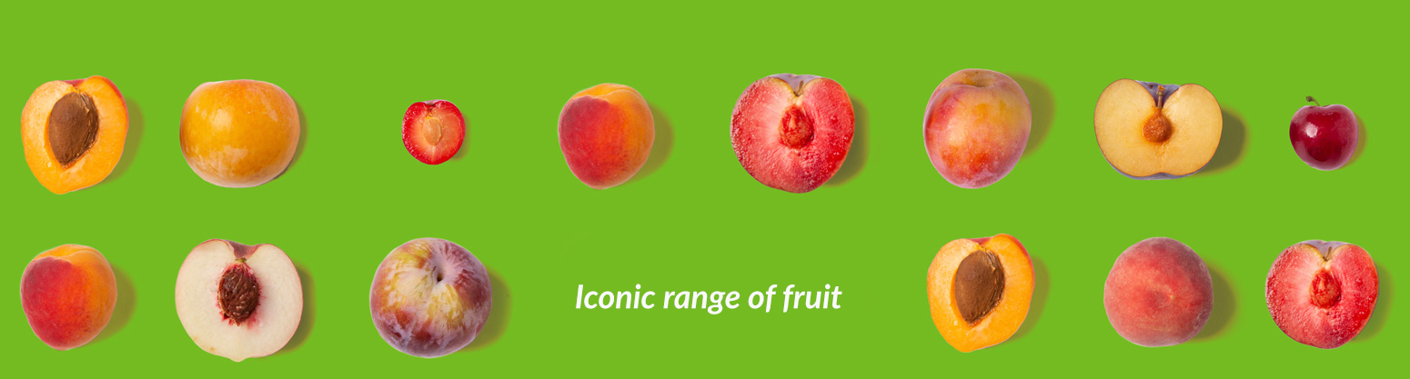 Icon Fruit - Fruit Export Specialist