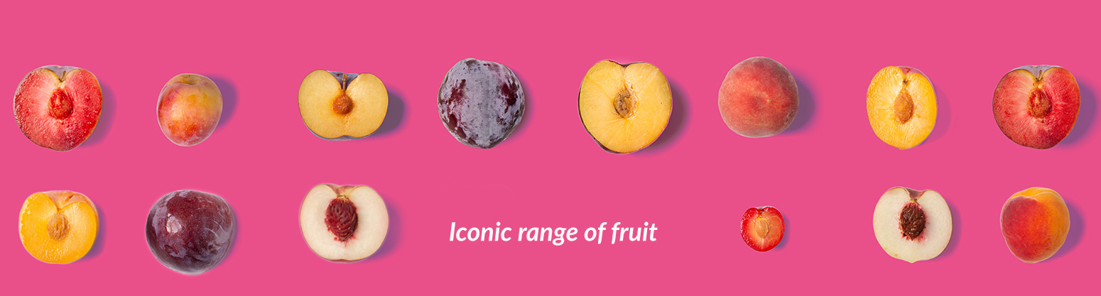Icon Fruit - Fruit Export Specialist