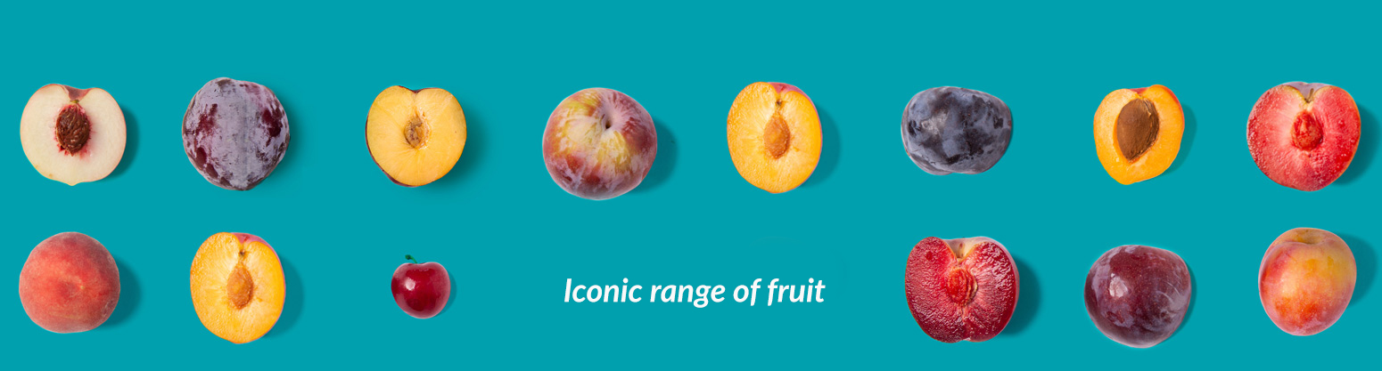 Icon Fruit - Fruit Export Specialist